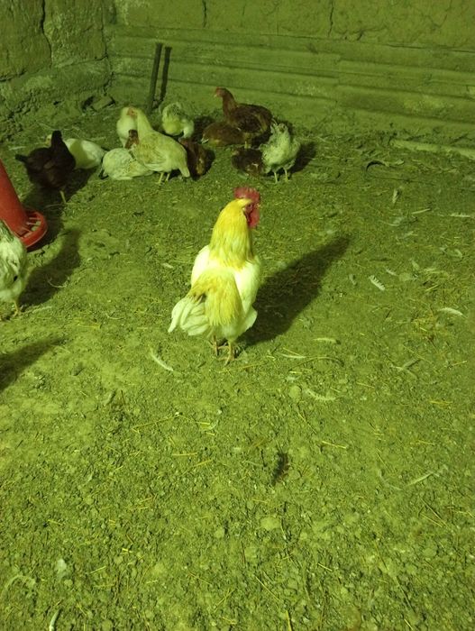 Жас қораздар сатылады