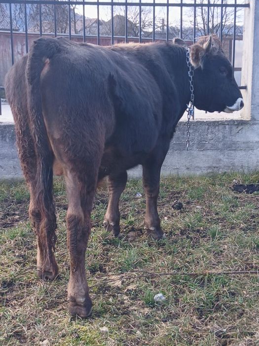 Vând  taur de  un an bun pentru  monta