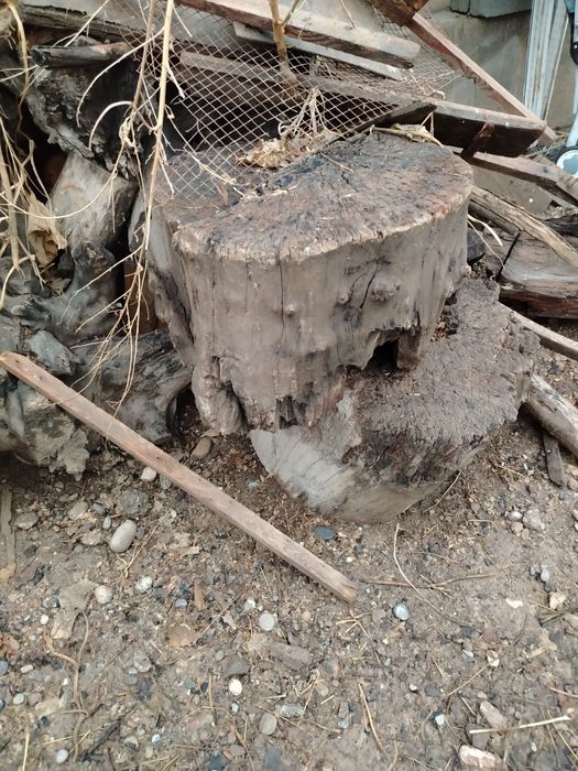 Yongoq daraxtini tonkalari