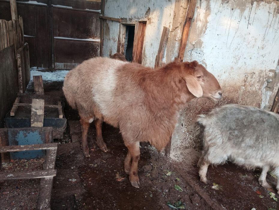 Кой ( порода ЕДЫЛБАЙ)