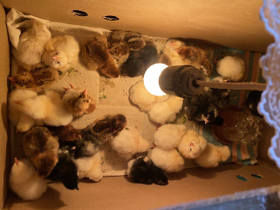 Цыплята суточные домашние