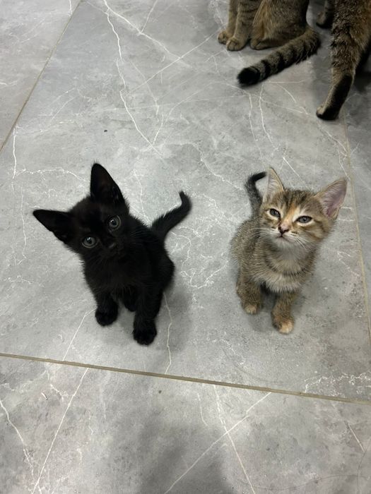 Котята в добрые руки!