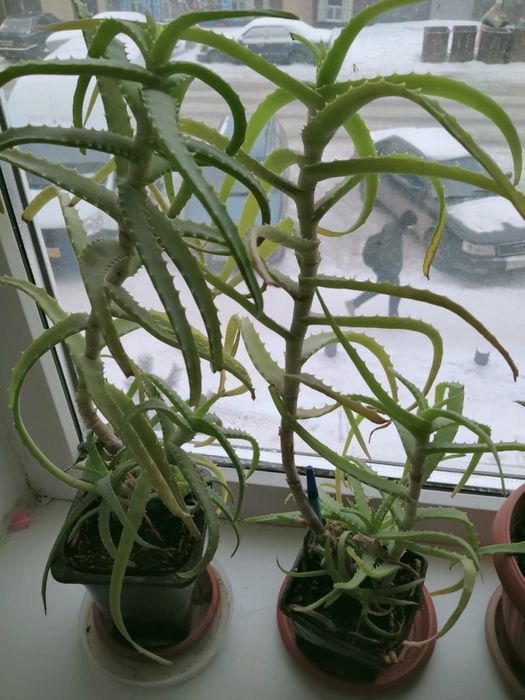 Продам алоэ, 3 года