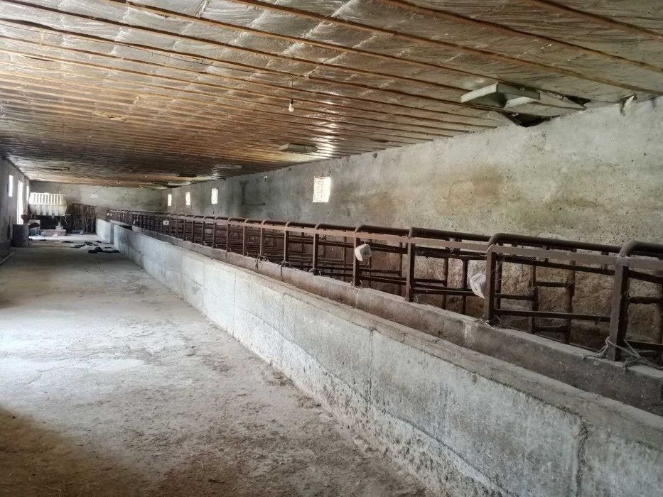 Ferma  sotiladi, 13.3 sotx  40 ta buqa yoki ot boqishga mo'ljallangan