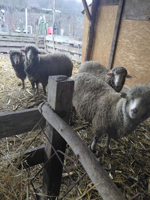 Vând 4 oi la prima fătare!