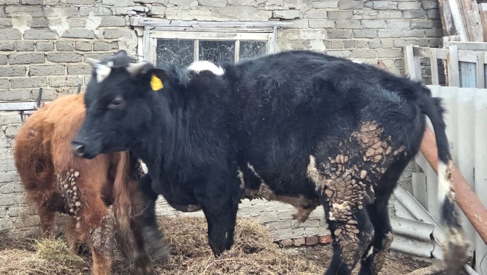 Продам.   быков .