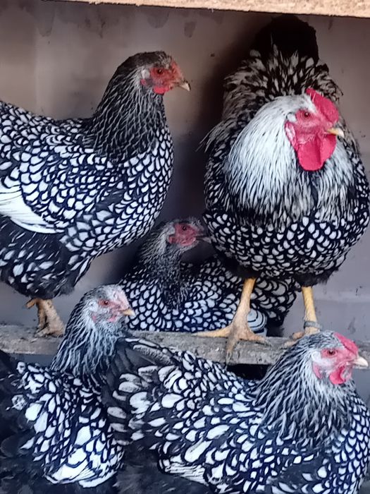 Vand cocoși tineri ,și oua pt incubat