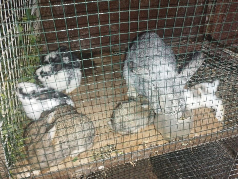 Қуён болалари 1 ва 1.5 ойлик сотувда