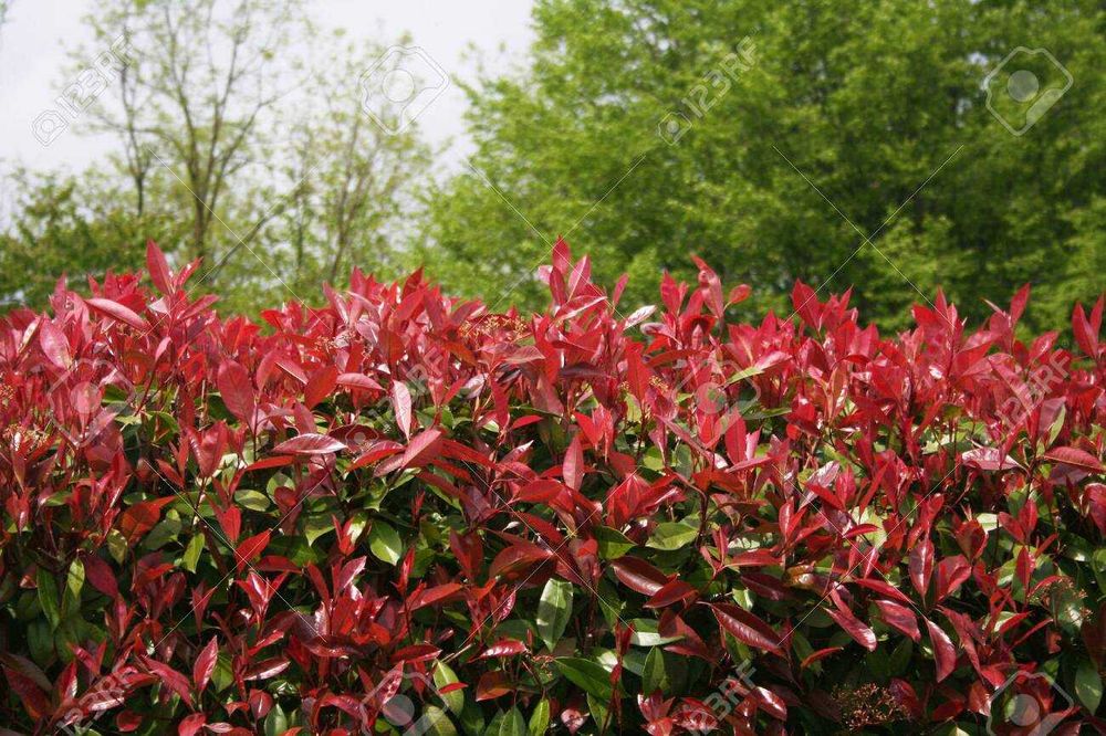 Фотиния-(Photinia Red Robin)