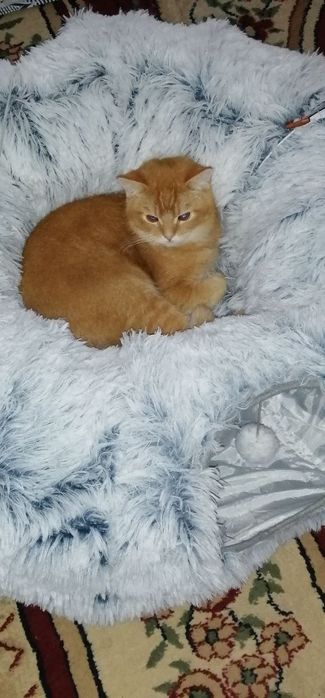 Британец золотой