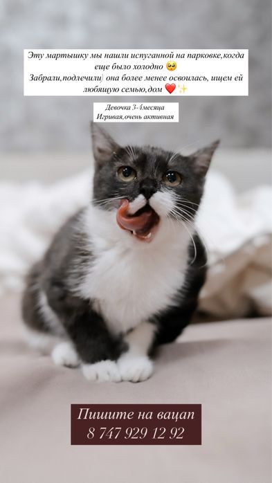 Отдаем котенка в хорошую и любящую семью