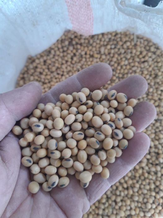 Соя тукымы,сорт Жансая