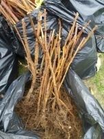 Material saditor: butasi mur si zmeur