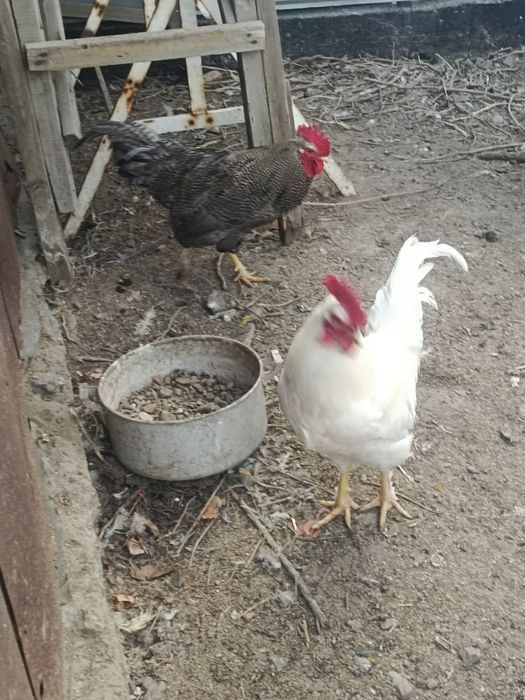 Продам петухов молодые