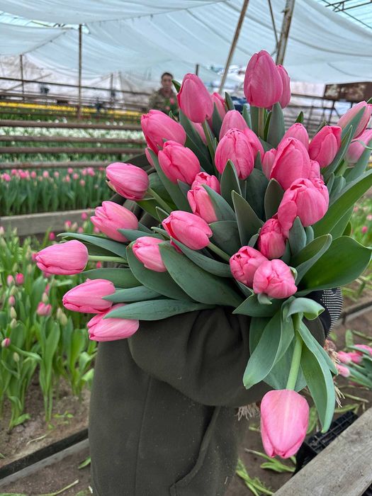 Тюльпаны оптом и в розницу