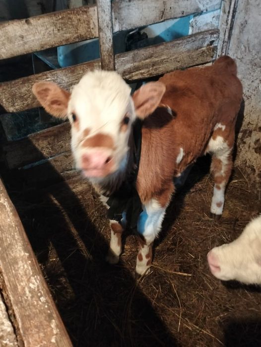 Продам теленка бычок