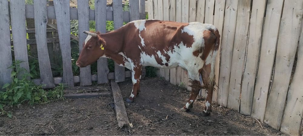 Продам корову с теленком