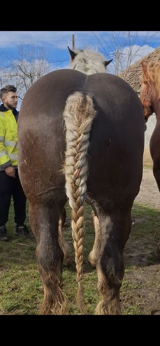 Vand sau schimb o iapa si un harmasar