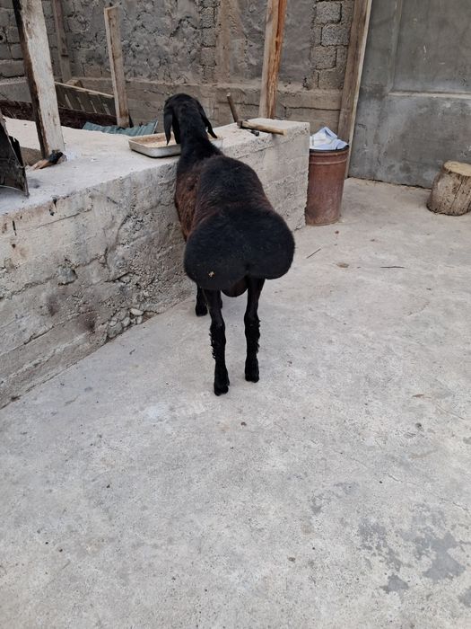 QASOB XIZMATI Qochqor Toza Husori Sog'lom