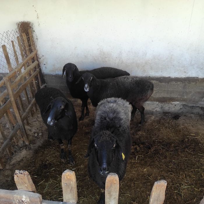 Семіз саулықтар сатылады