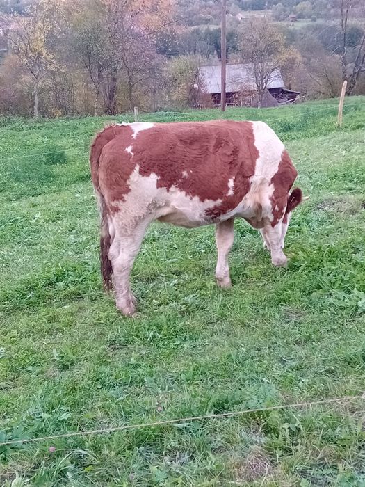 Junincă de vânzare