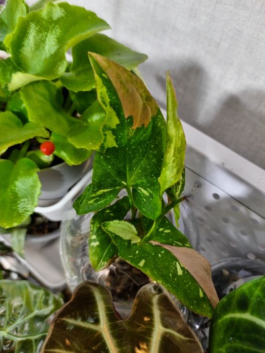 Сингониум 'Red Spot Tricolor'