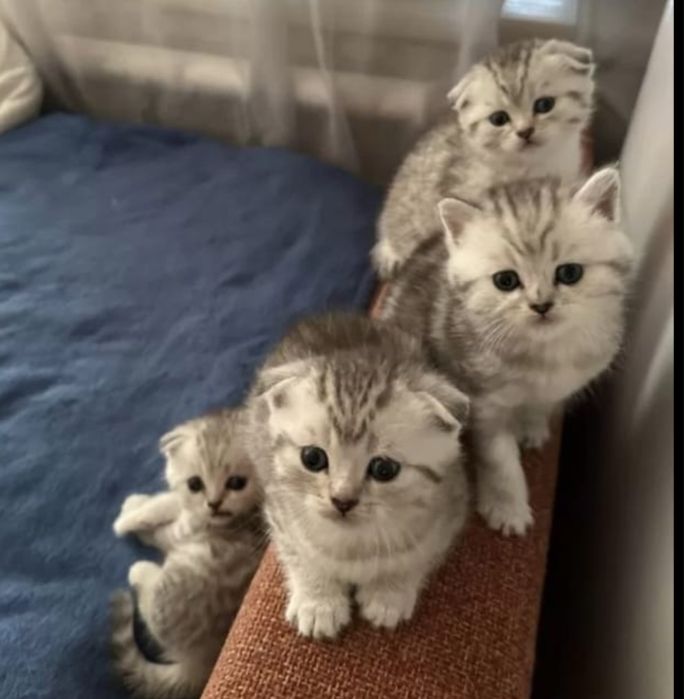 Восхитительные Котики