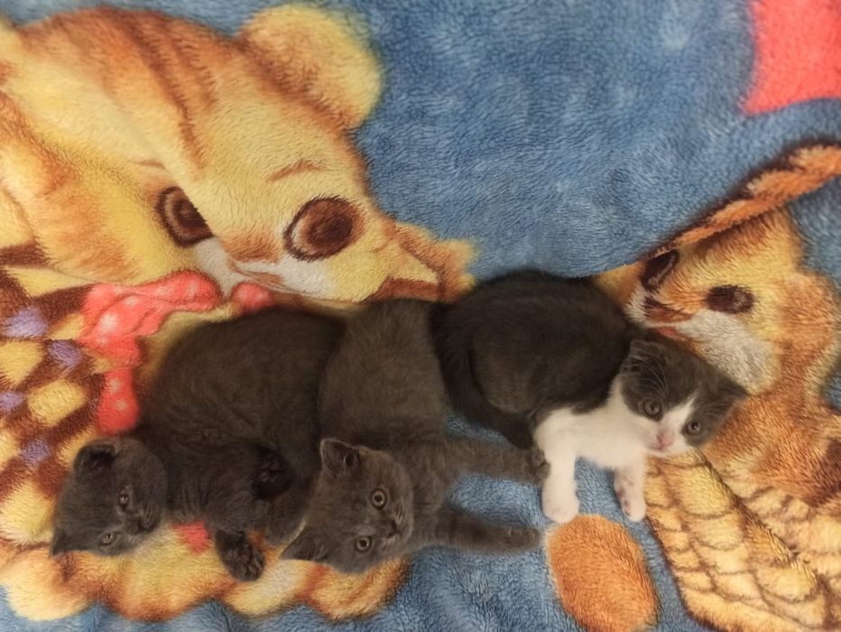 Породистые котята