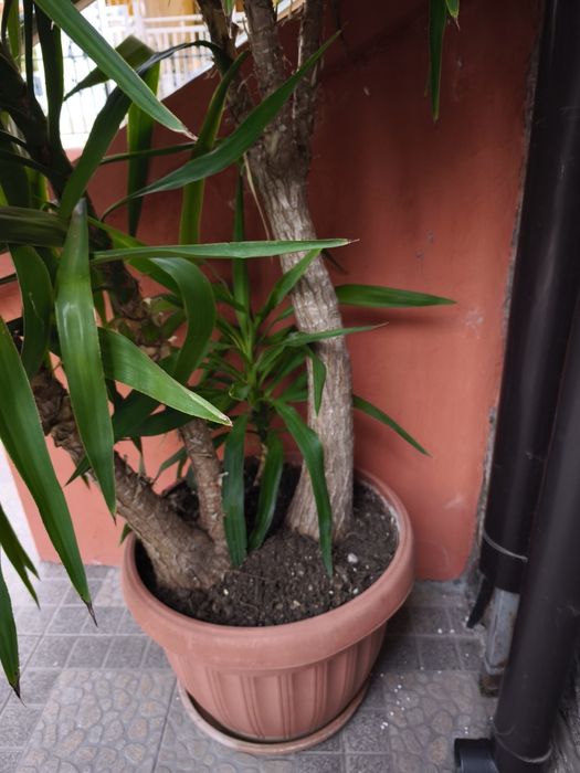 Голяма Юка  над 2 метра