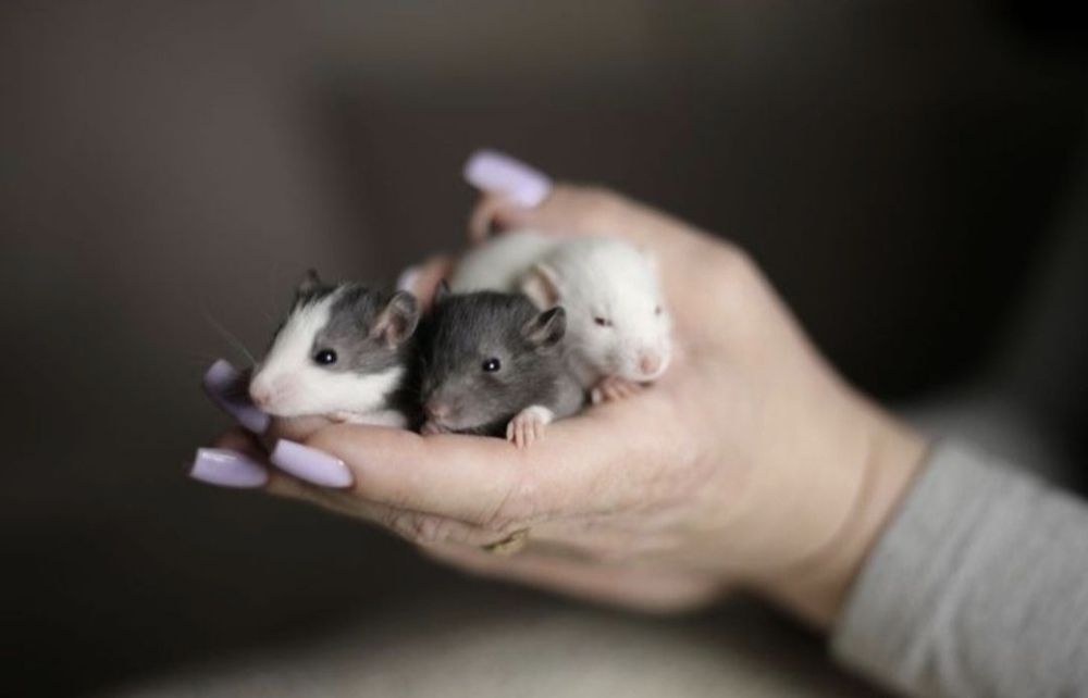 Крысята дамбоухие