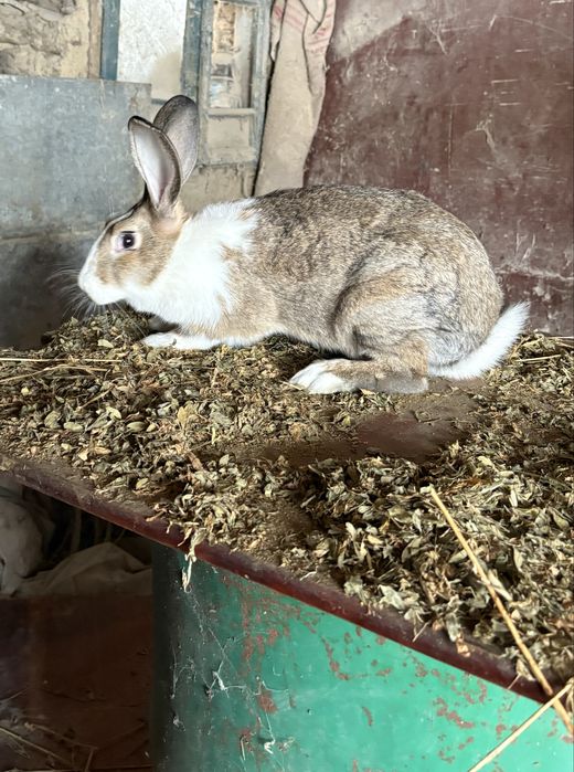 Hycole Francez pui si adulti