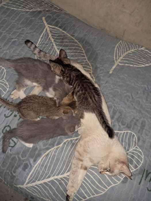 Отдам в хорошие руки котёнок
