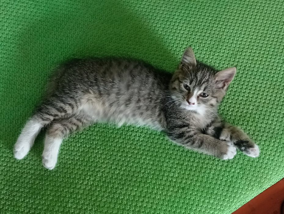 Девочка кошечка.