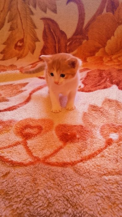 Маленькие котята ищут дом