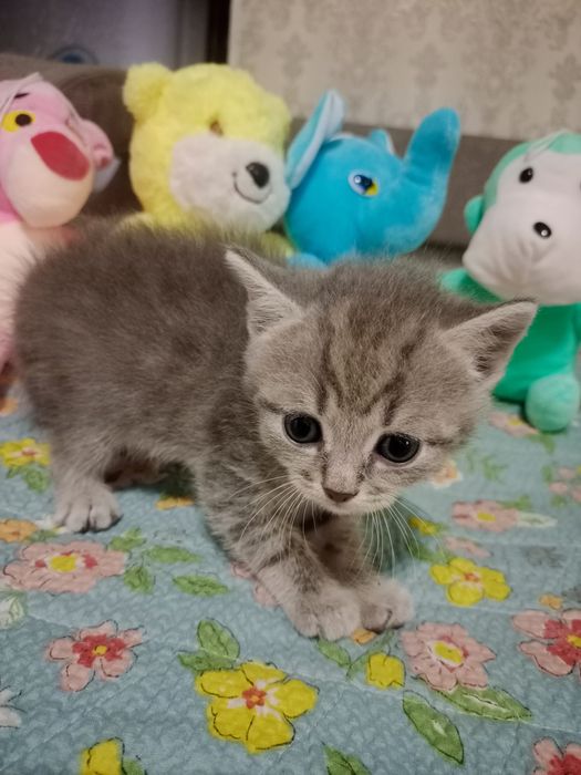 Котенок продается шотландские