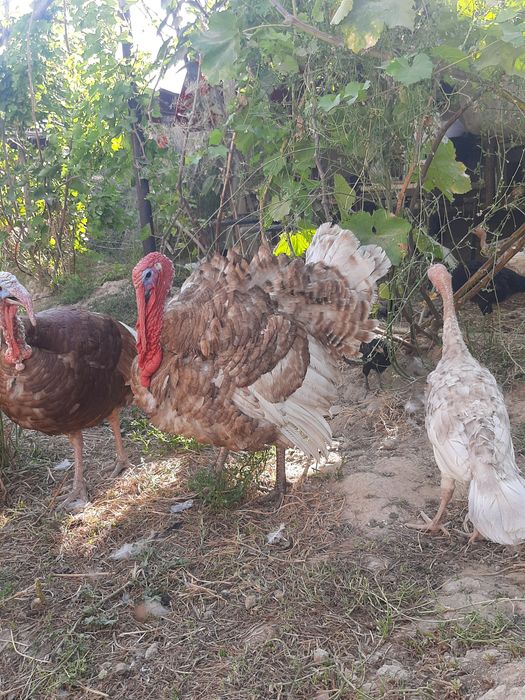 Индук . Продаётся самец индук