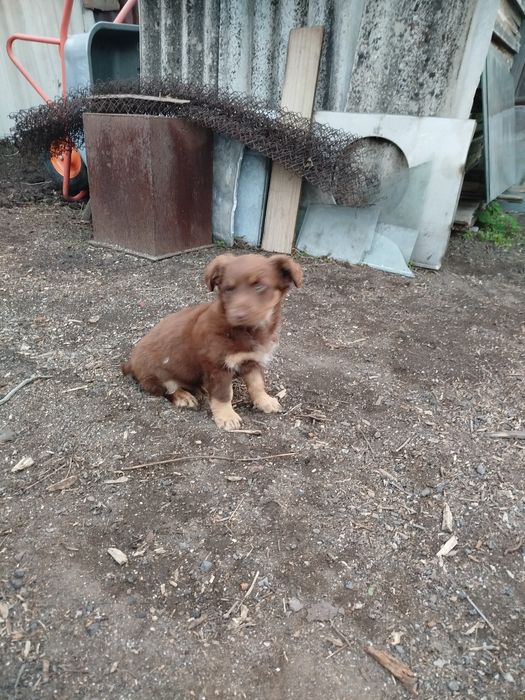 Подарю двух красивых щенков девочек.