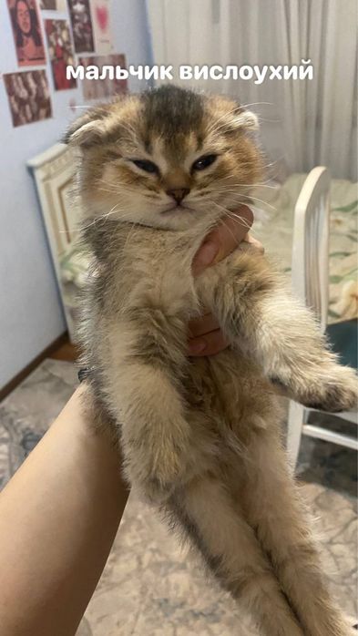 котята шиншилы