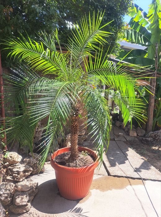 Палма феникс рубелине