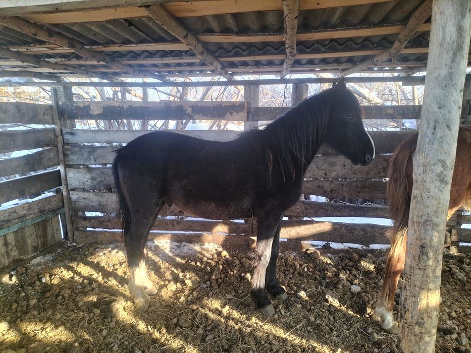 Продам жеребцов 3летки