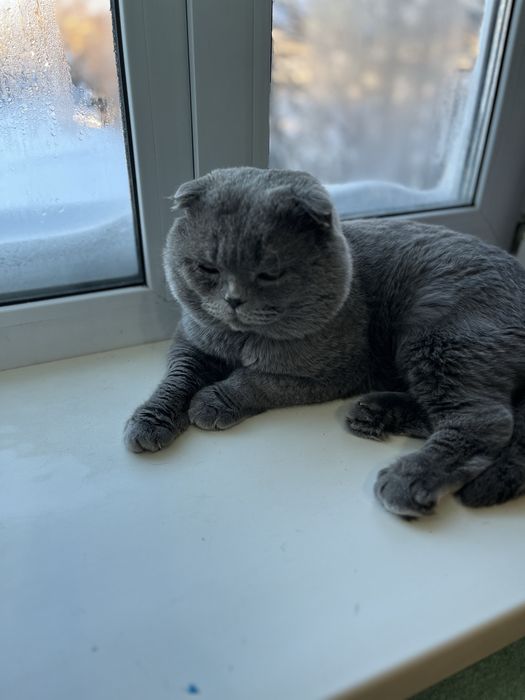 Котята британские