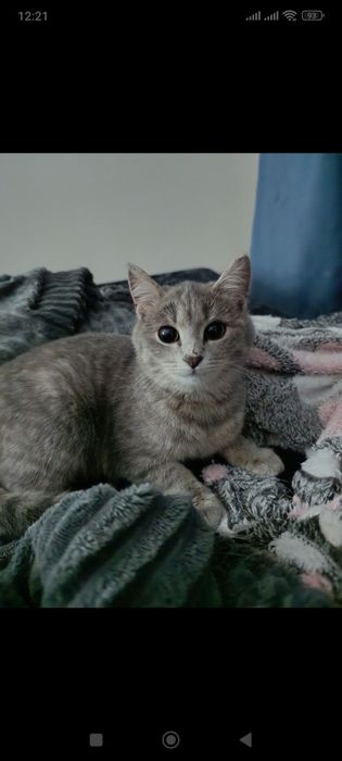 Котята, ищем дом