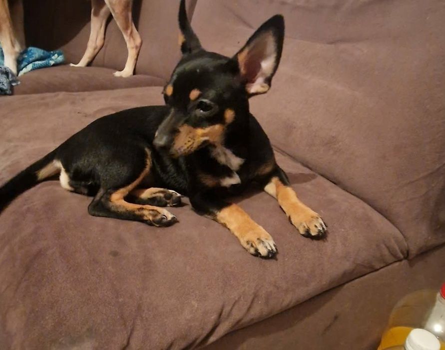 Черен женски пинчер на 3 месеца