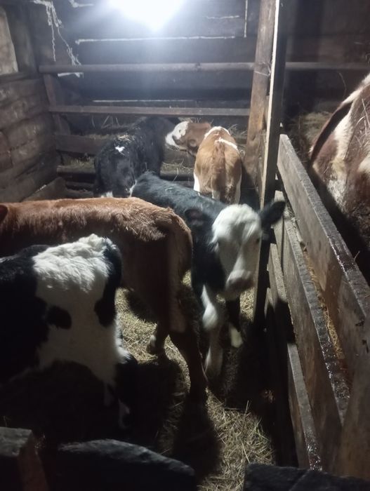 Продам телят нынешних