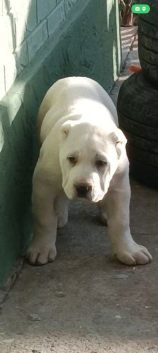 Алабай # щенки #