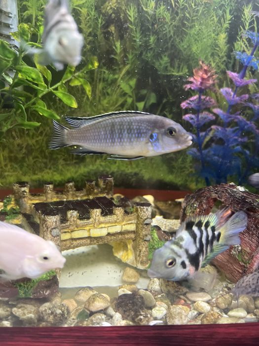 Аквариум 40 л вместе с рыбками