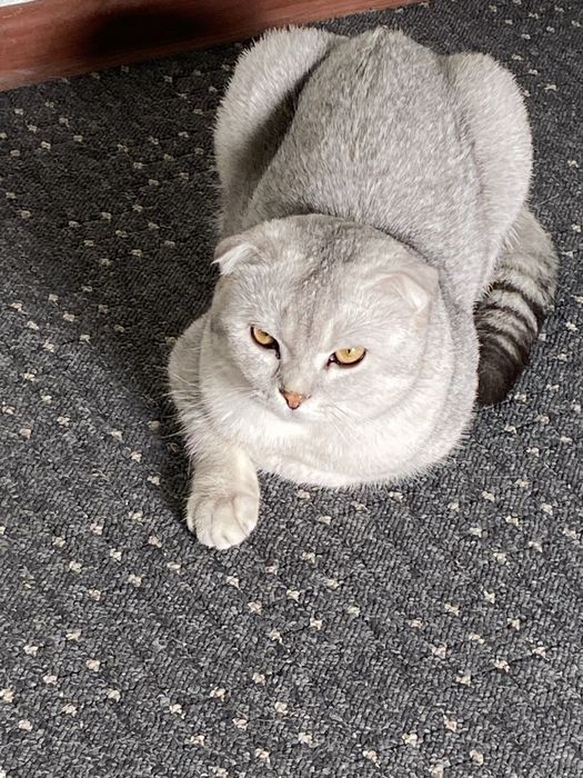 Продам шотландского кота