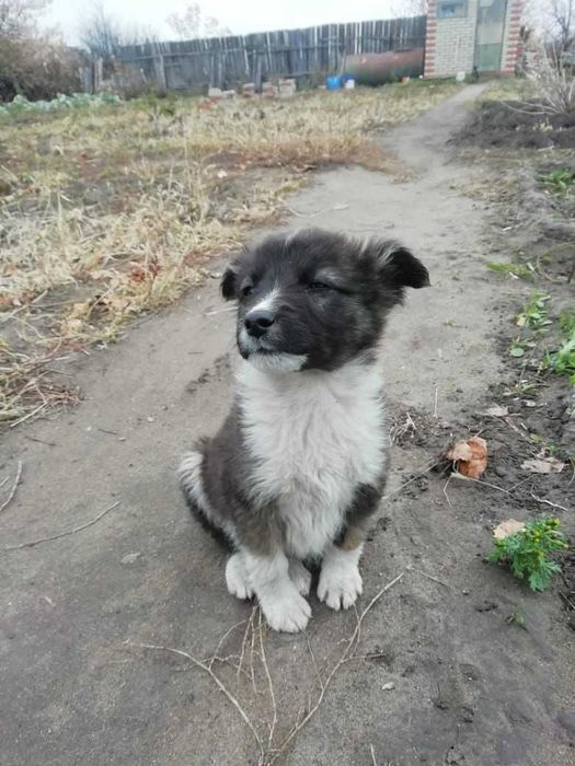 Щенкам нужен дом!