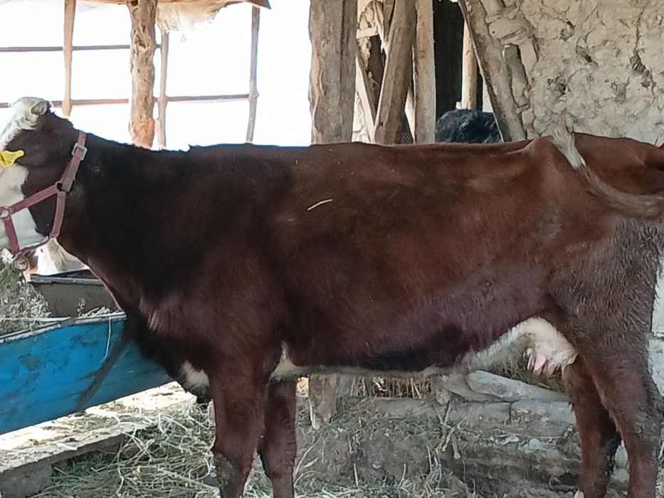 Ona bola sigir sotiladi 1 qorin bolasi buqqa icha yana bugʻoz