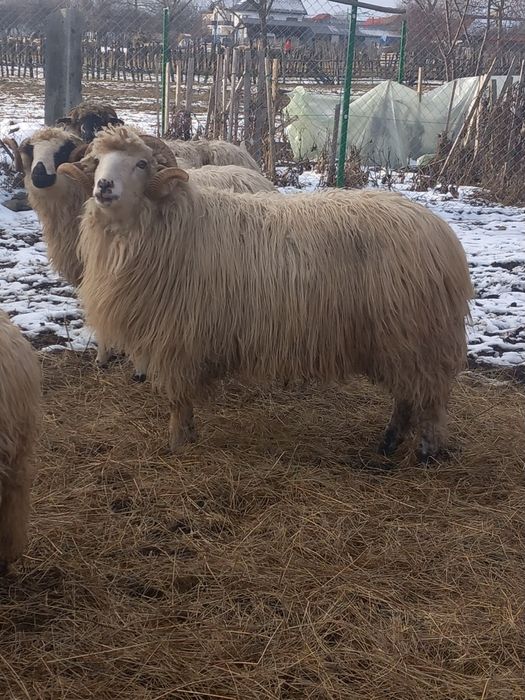 Berbec Bâl de 2 ani